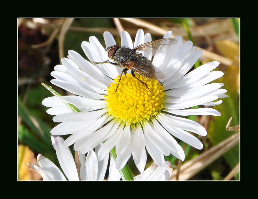 Endlich Frühling!