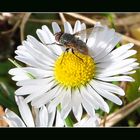 Endlich Frühling!