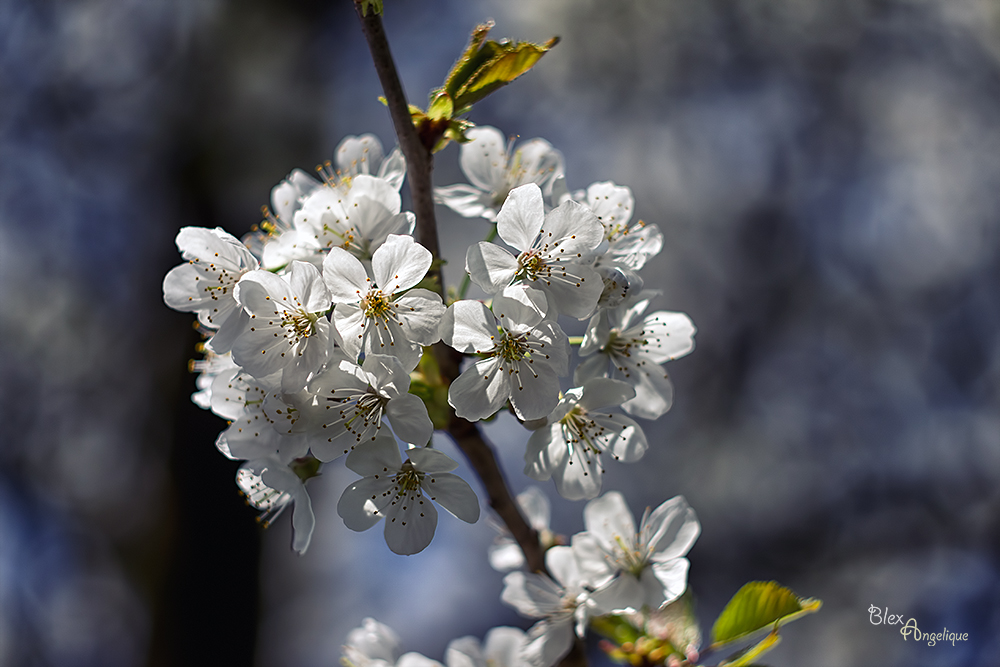 Endlich Frühling