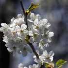 Endlich Frühling