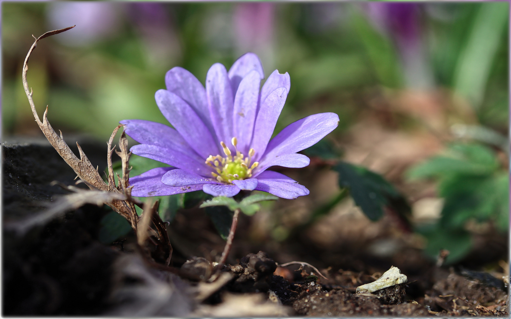 ......endlich Frühling