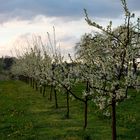 Endlich Frühling .....!!!!