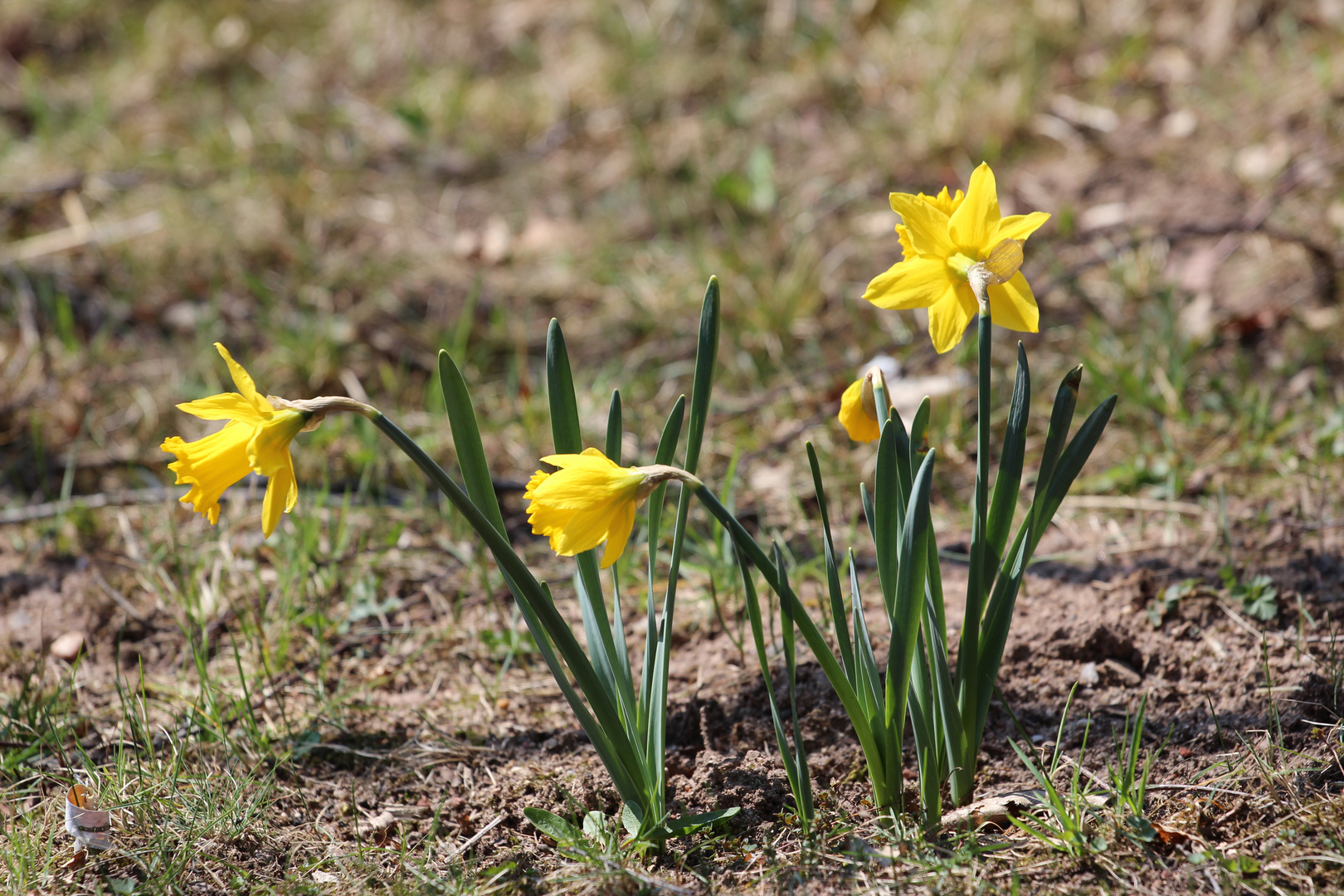 Endlich Frühling