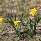 Endlich Frühling