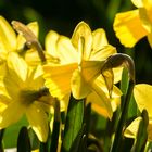 endlich Frühling !