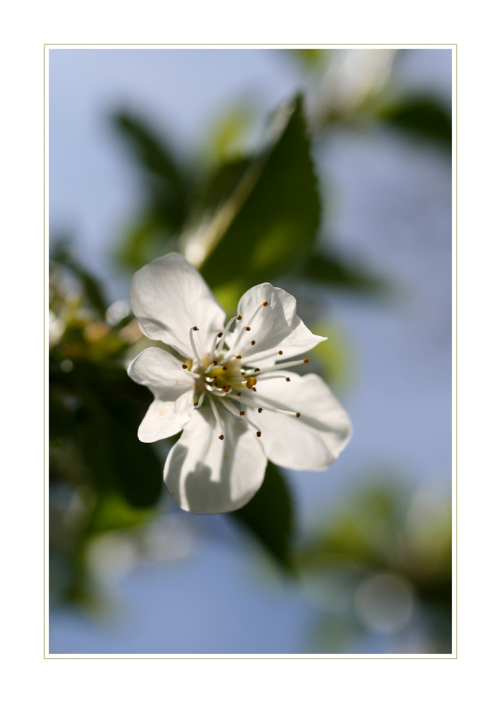 ....endlich Frühling (2)...