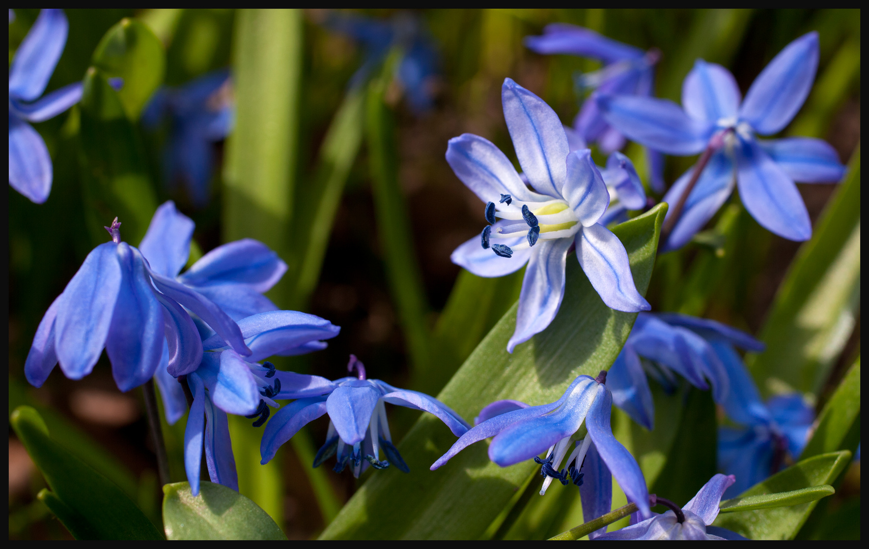 ... endlich Frühling 2