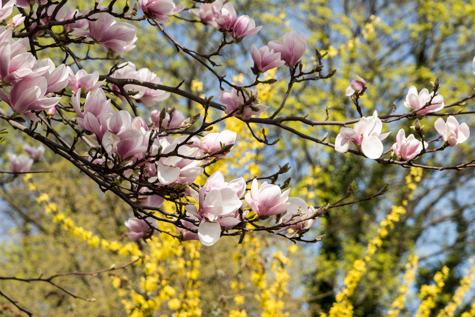 Endlich Frühling