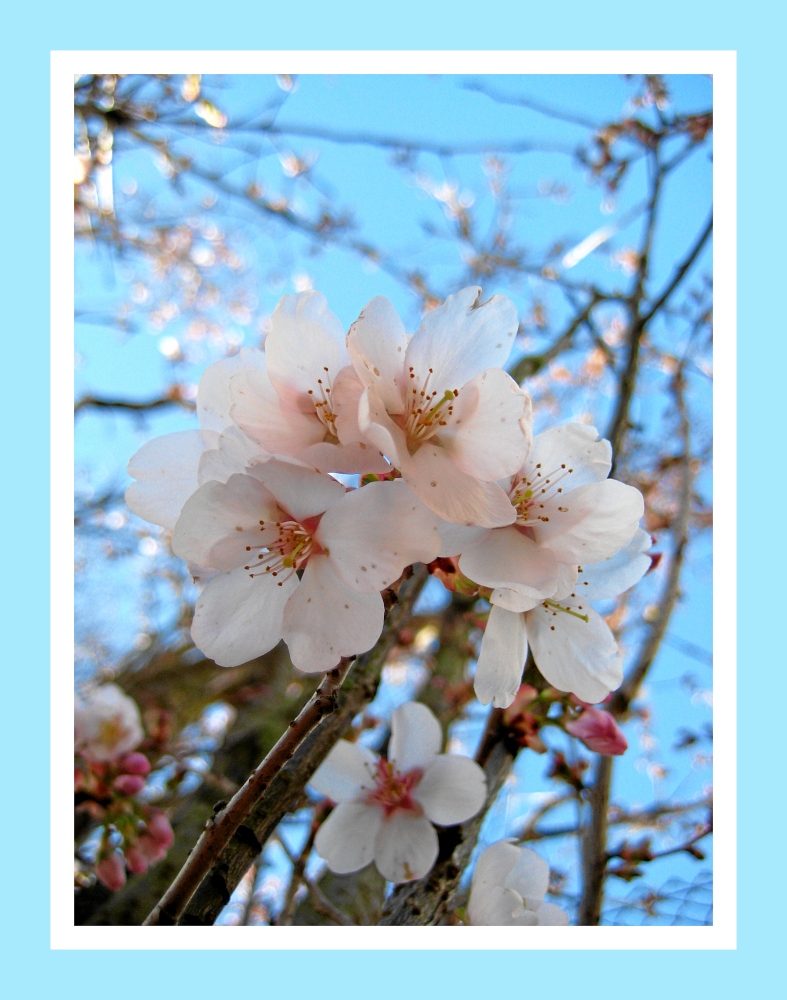 ...endlich Frühling... von Sascha Mikulla 