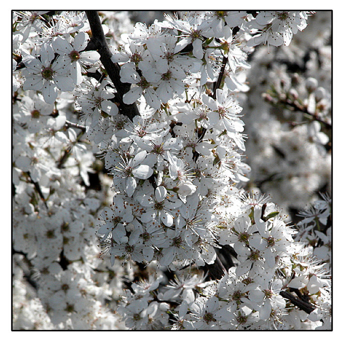 Endlich Frühling