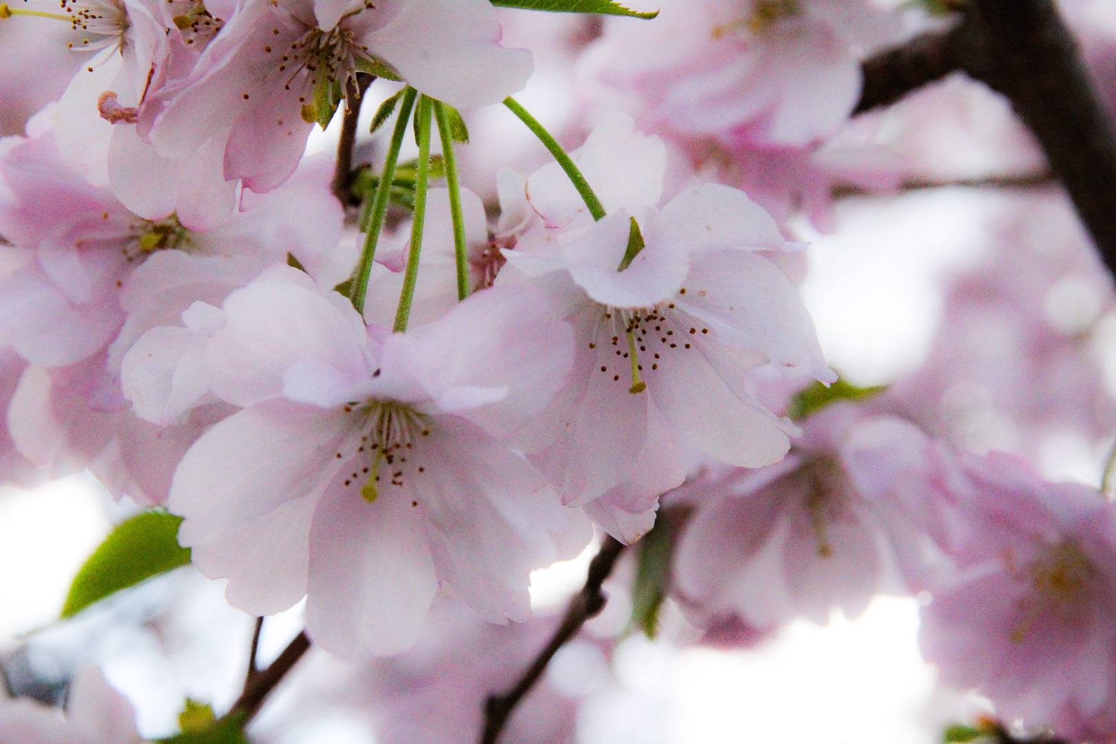 Endlich Frühling 