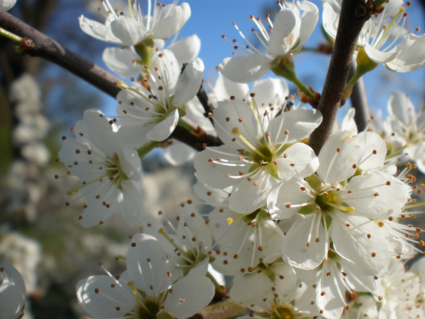 Endlich Frühling ...!