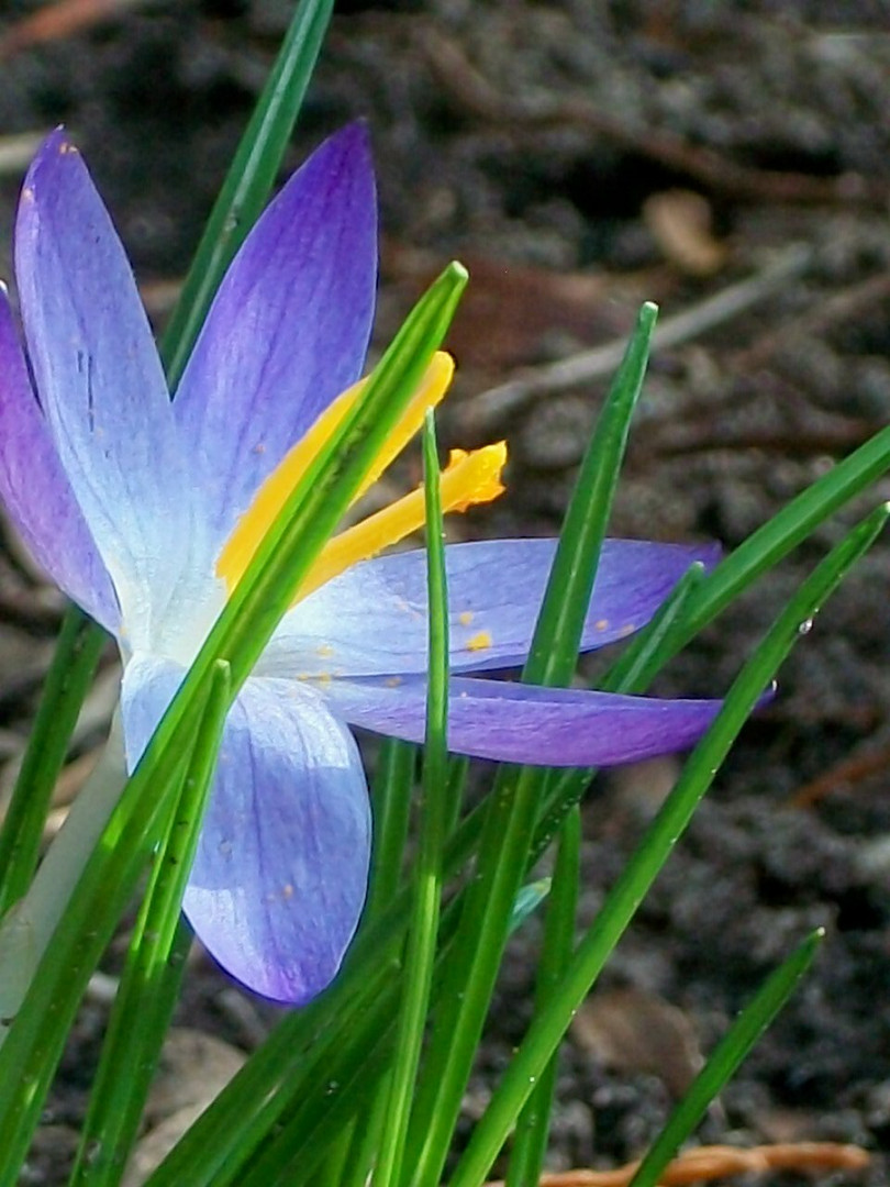 Endlich Frühling!