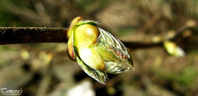 Endlich Frühling