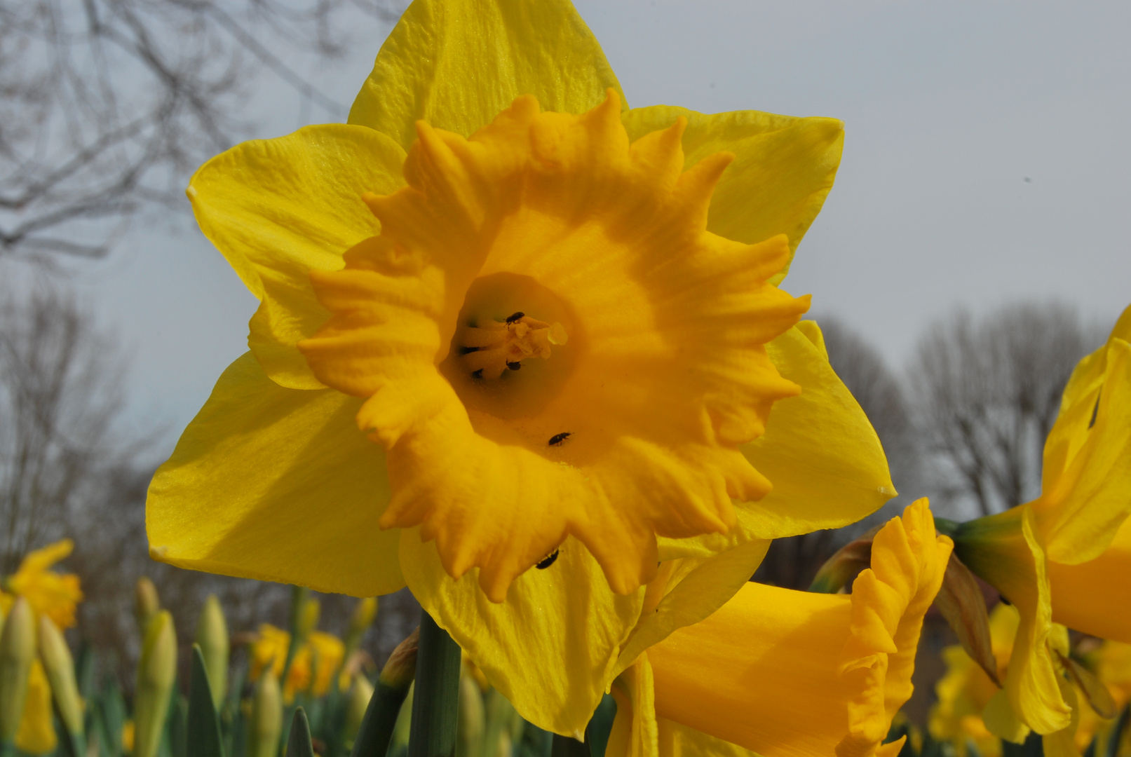 " Endlich Frühling!"