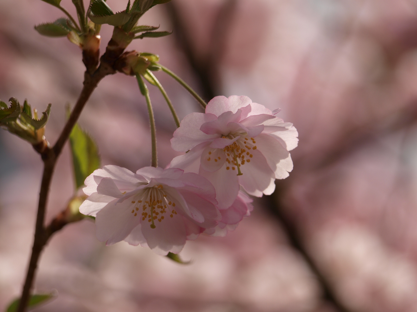 endlich Frühling