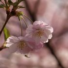 endlich Frühling