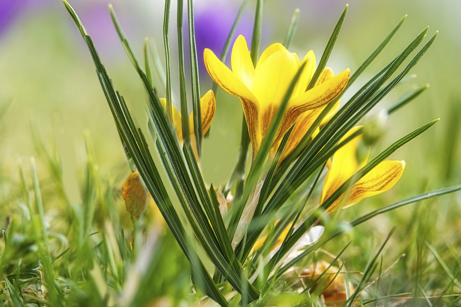 Endlich Frühling