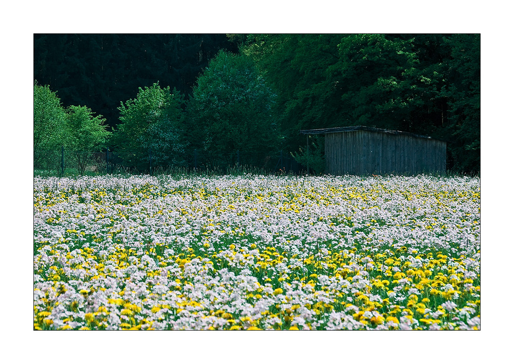 Endlich Frühling...