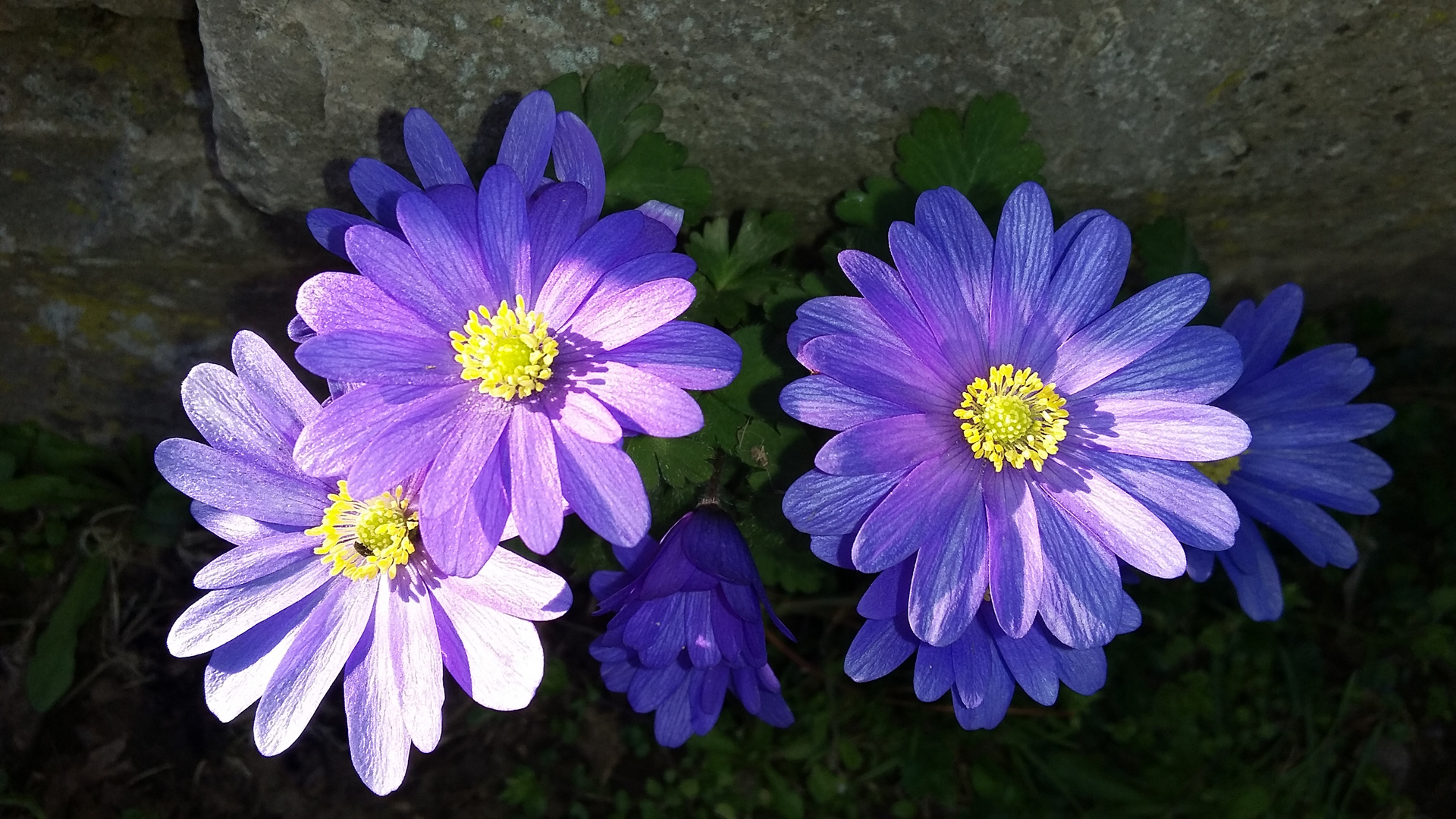 endlich Frühling !