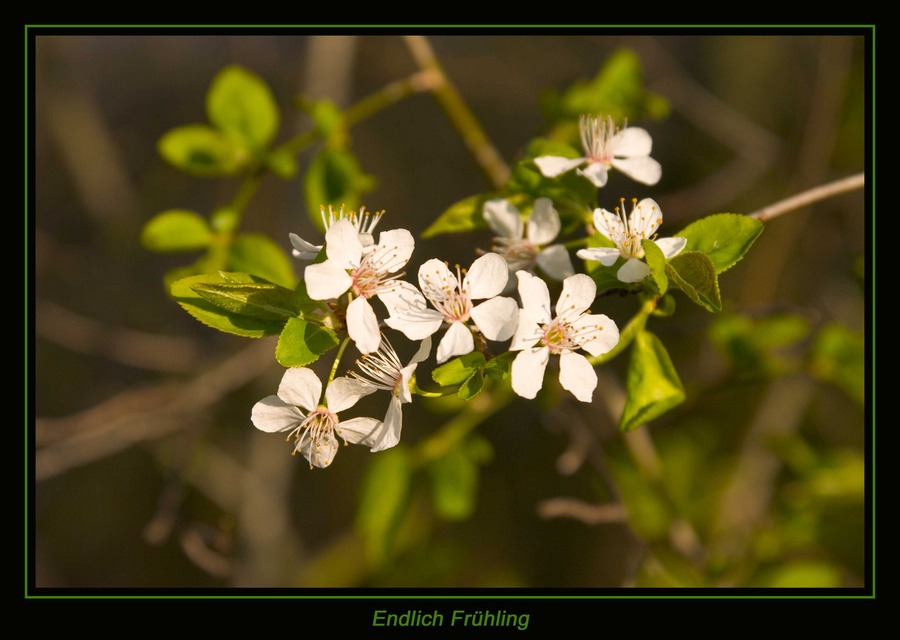 Endlich Frühling