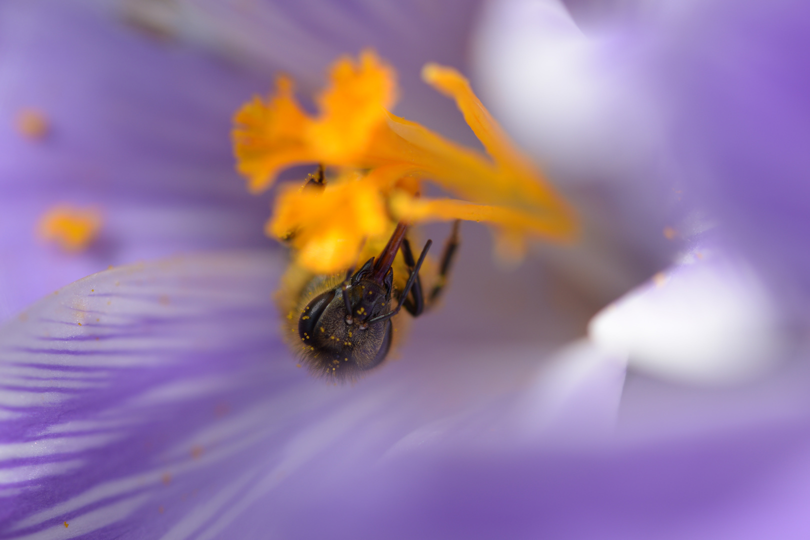 endlich Frühling