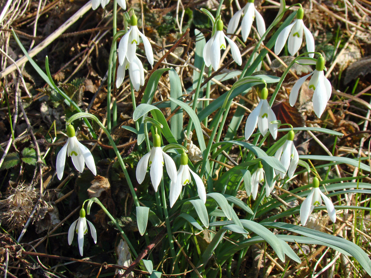 Endlich Frühling