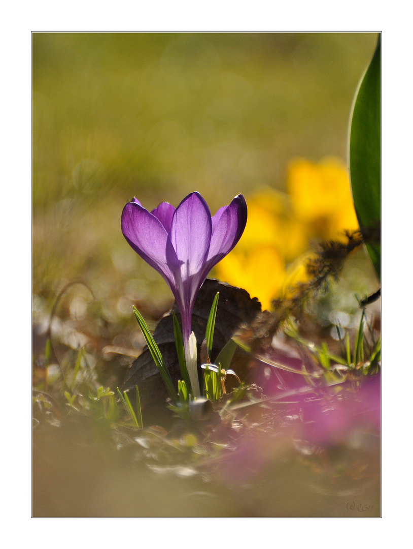 Endlich Frühling