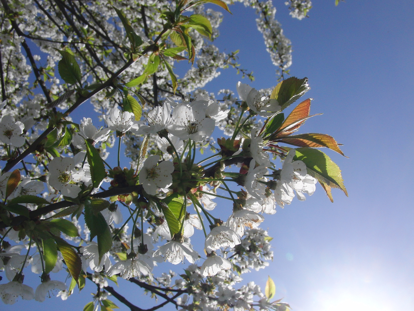 Endlich Frühling! (3)