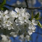 endlich Frühling