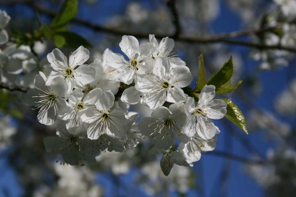 endlich Frühling