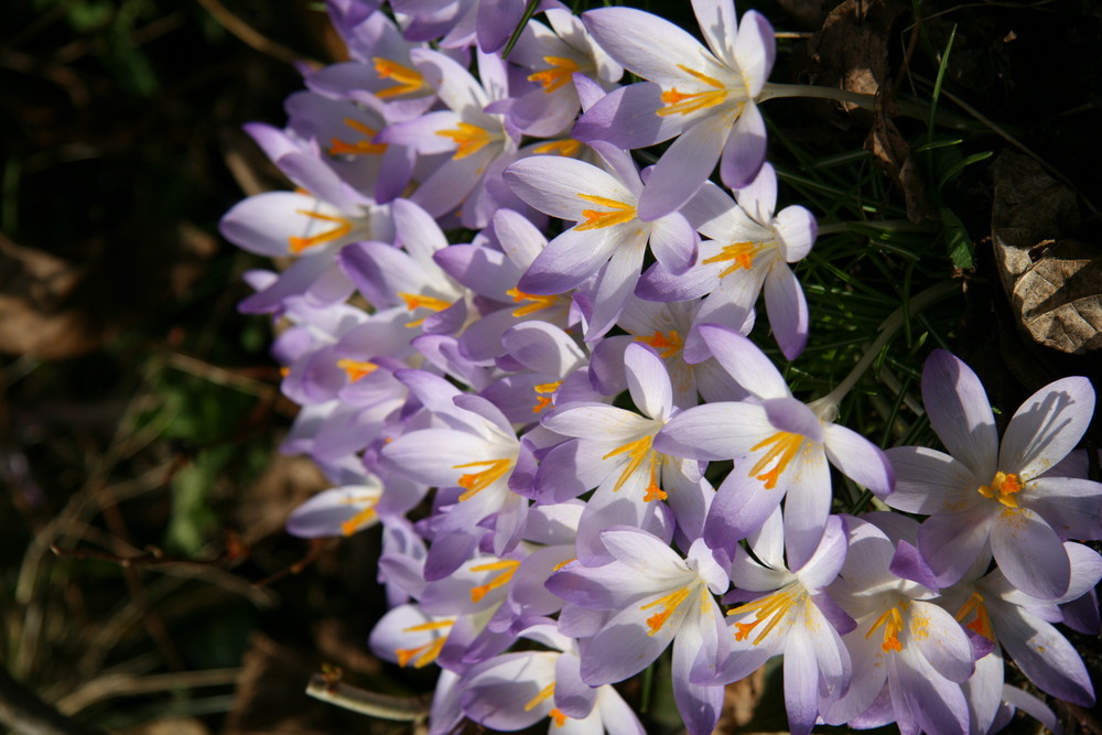 endlich Frühling