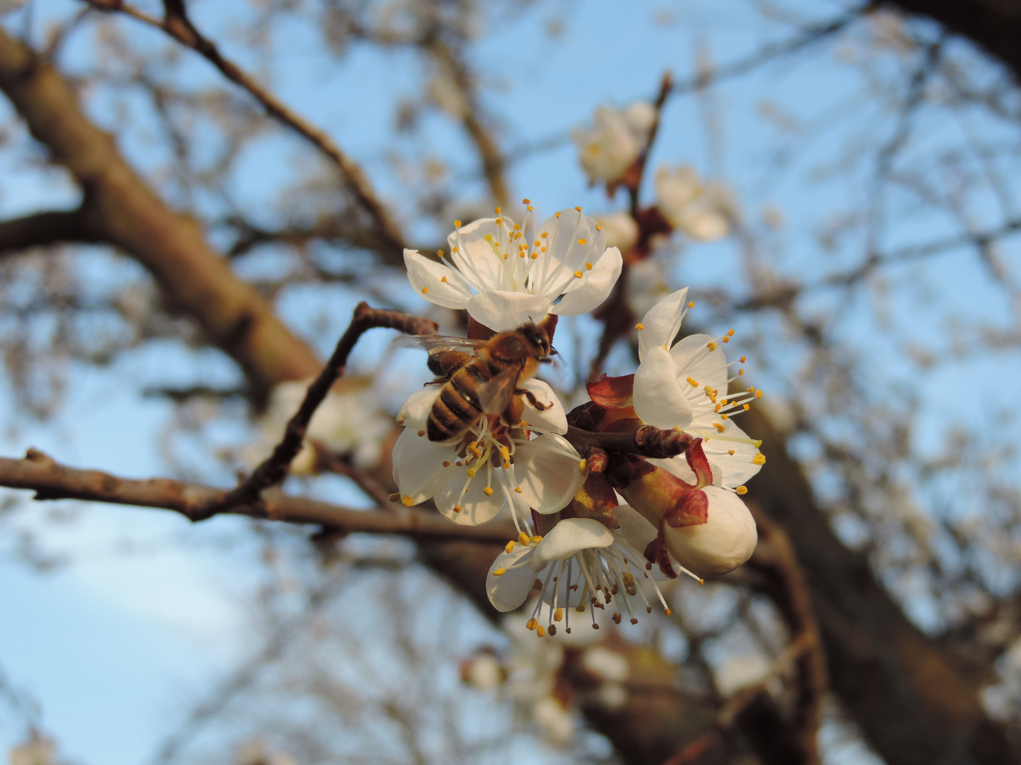 Endlich Frühling!