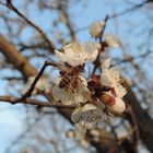 Endlich Frühling!