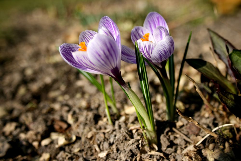 Endlich Frühling!