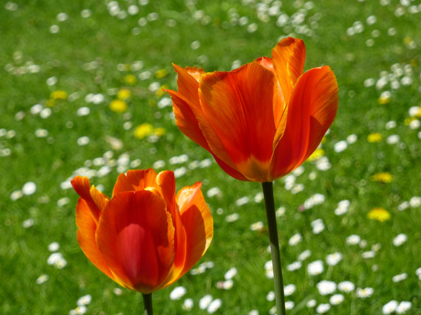 Endlich Frühling !!!