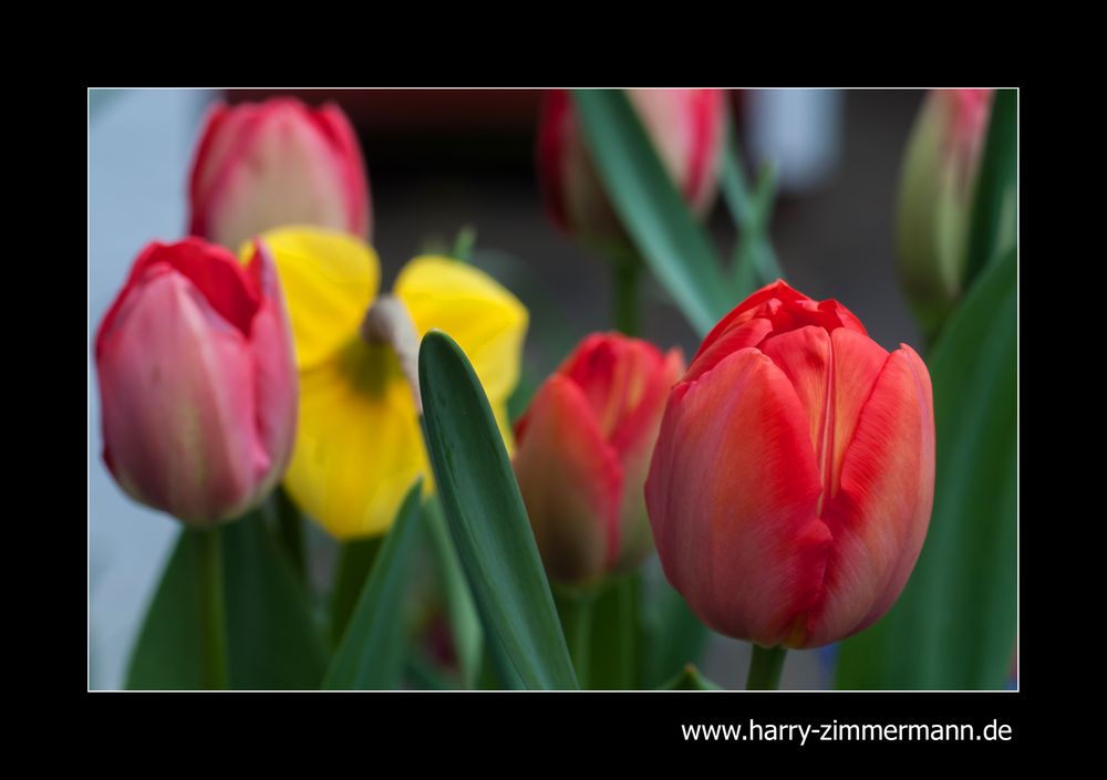 endlich Frühling?