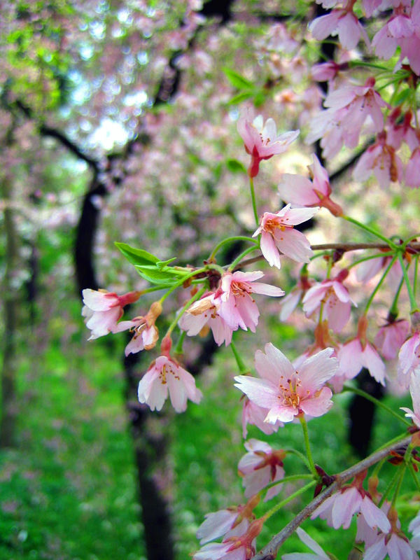 endlich Frühling