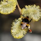 ....endlich Frühling