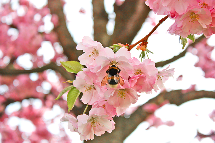 Endlich Frühling ...