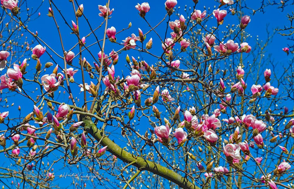 ENDLICH FRÜHLING