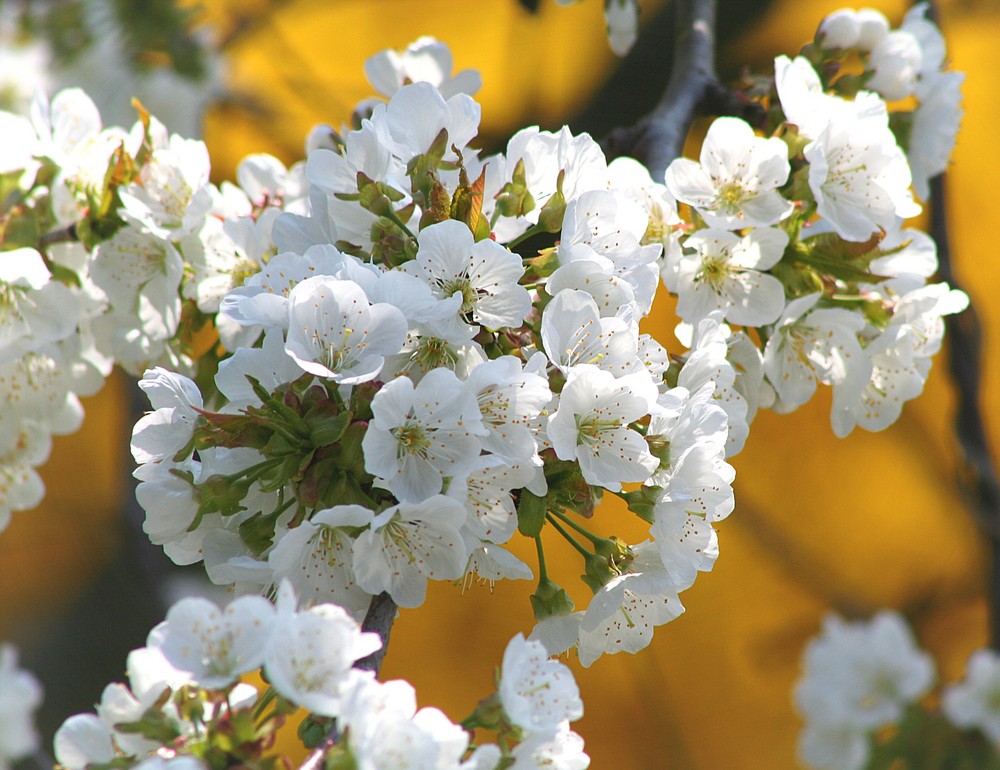 Endlich Frühling