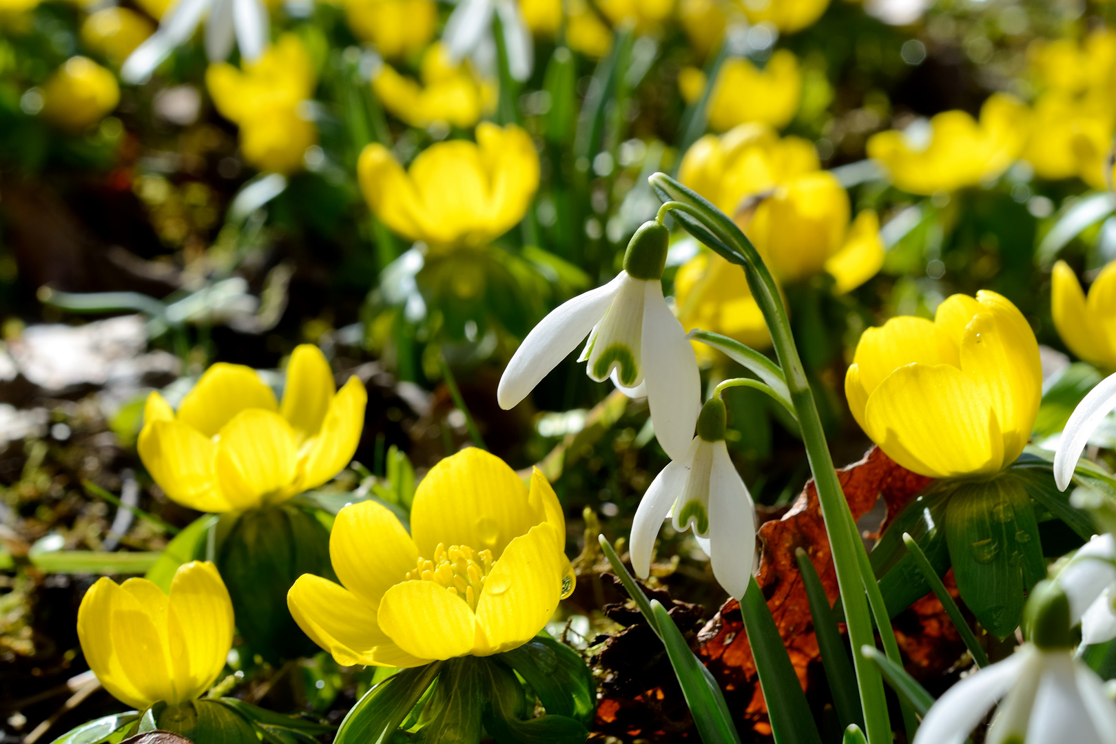 endlich Frühling