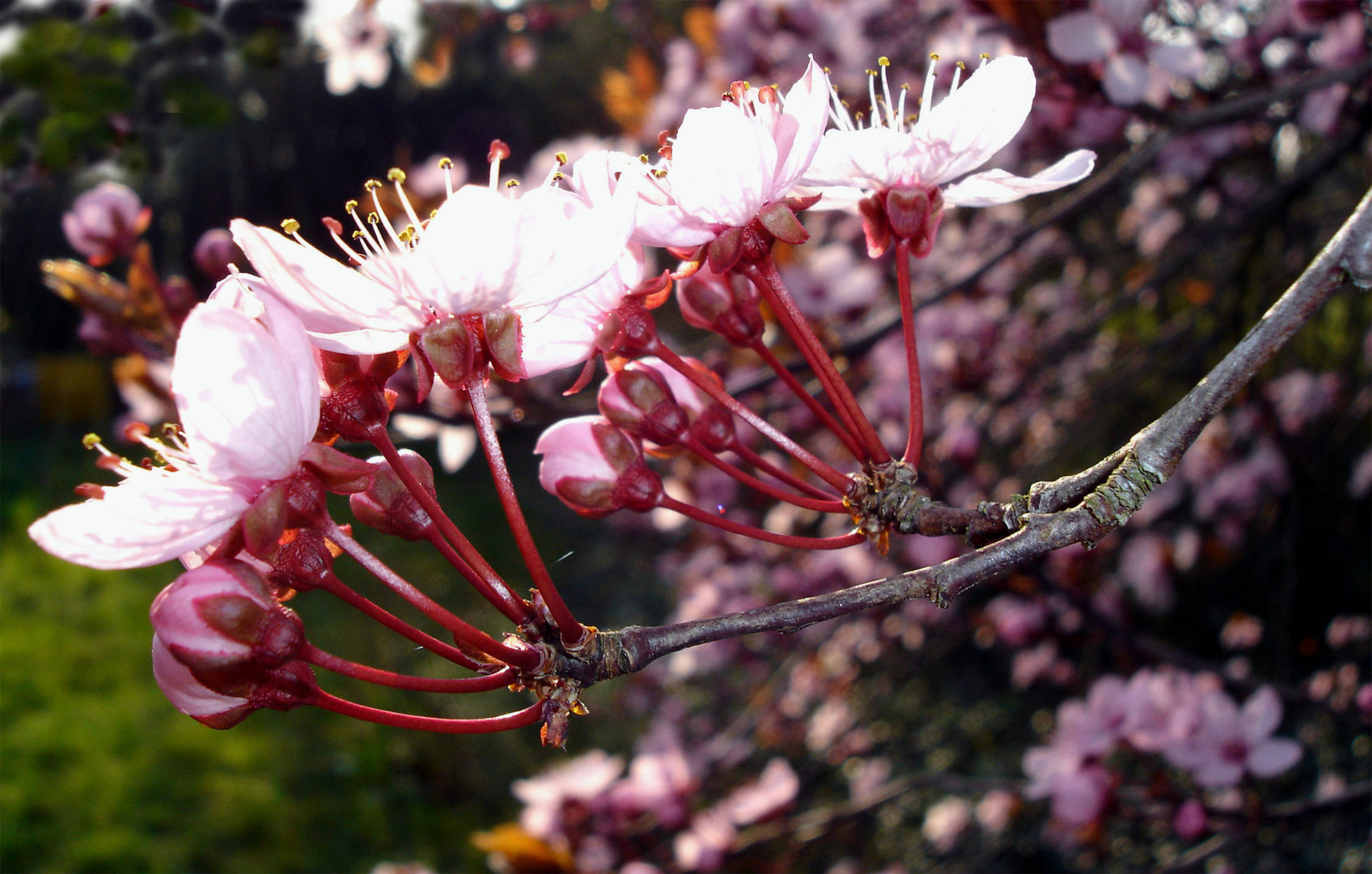 Endlich Frühling