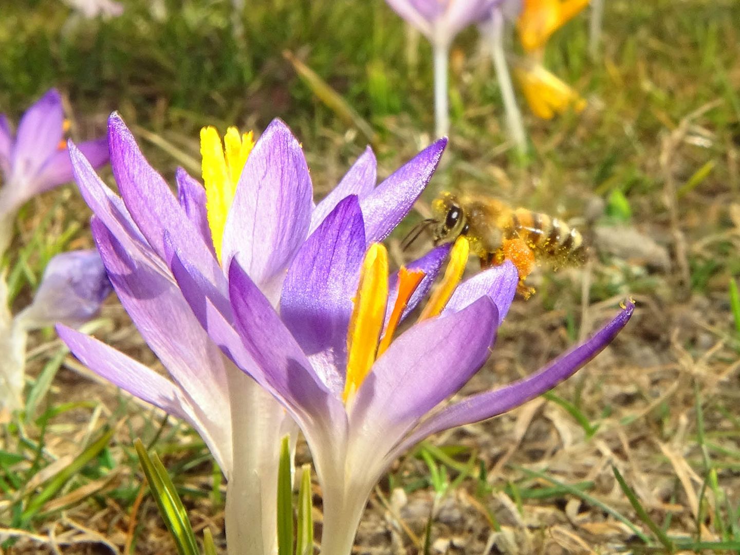 Endlich Frühling