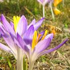 Endlich Frühling