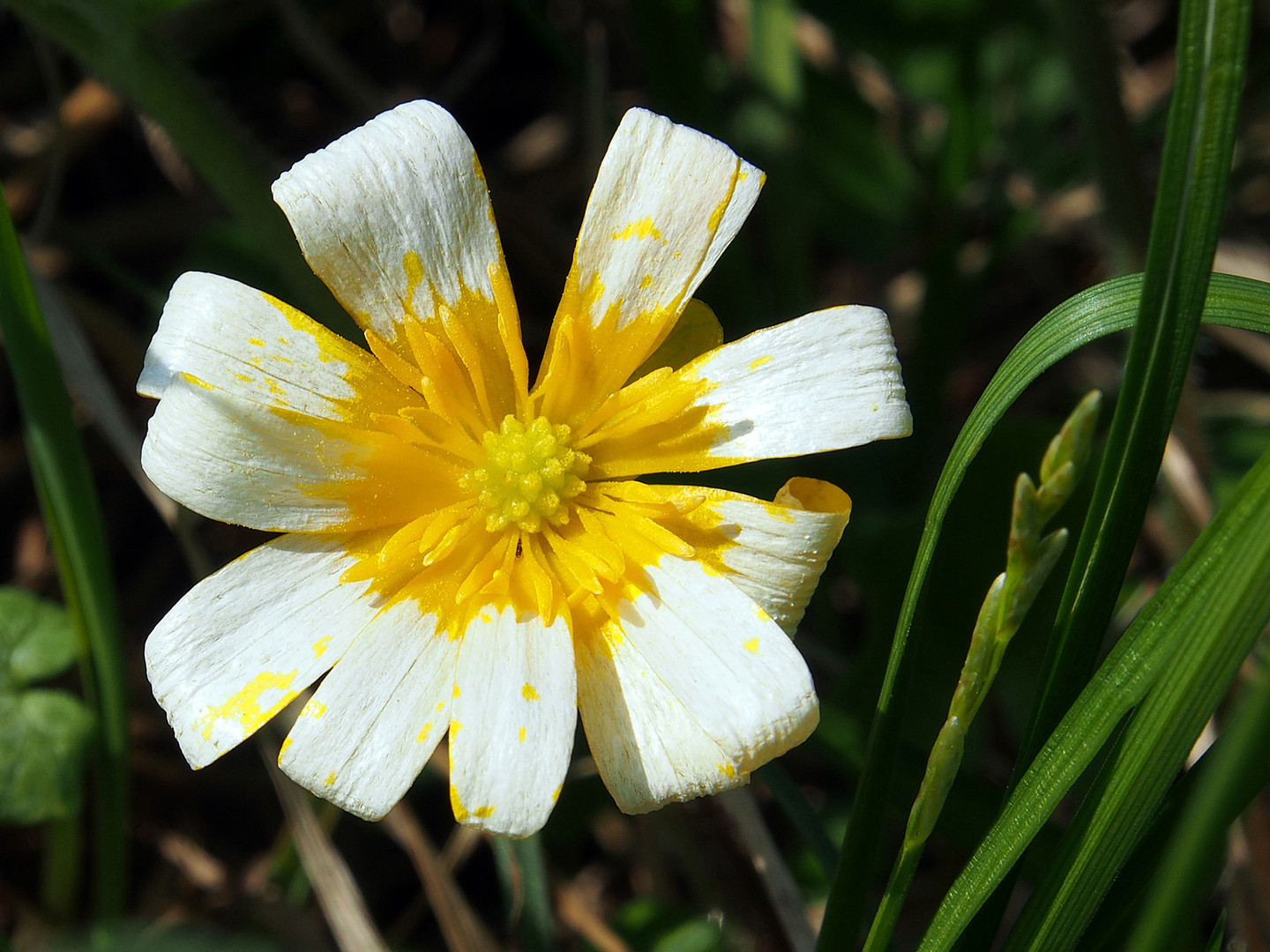 *** endlich Frühling ***