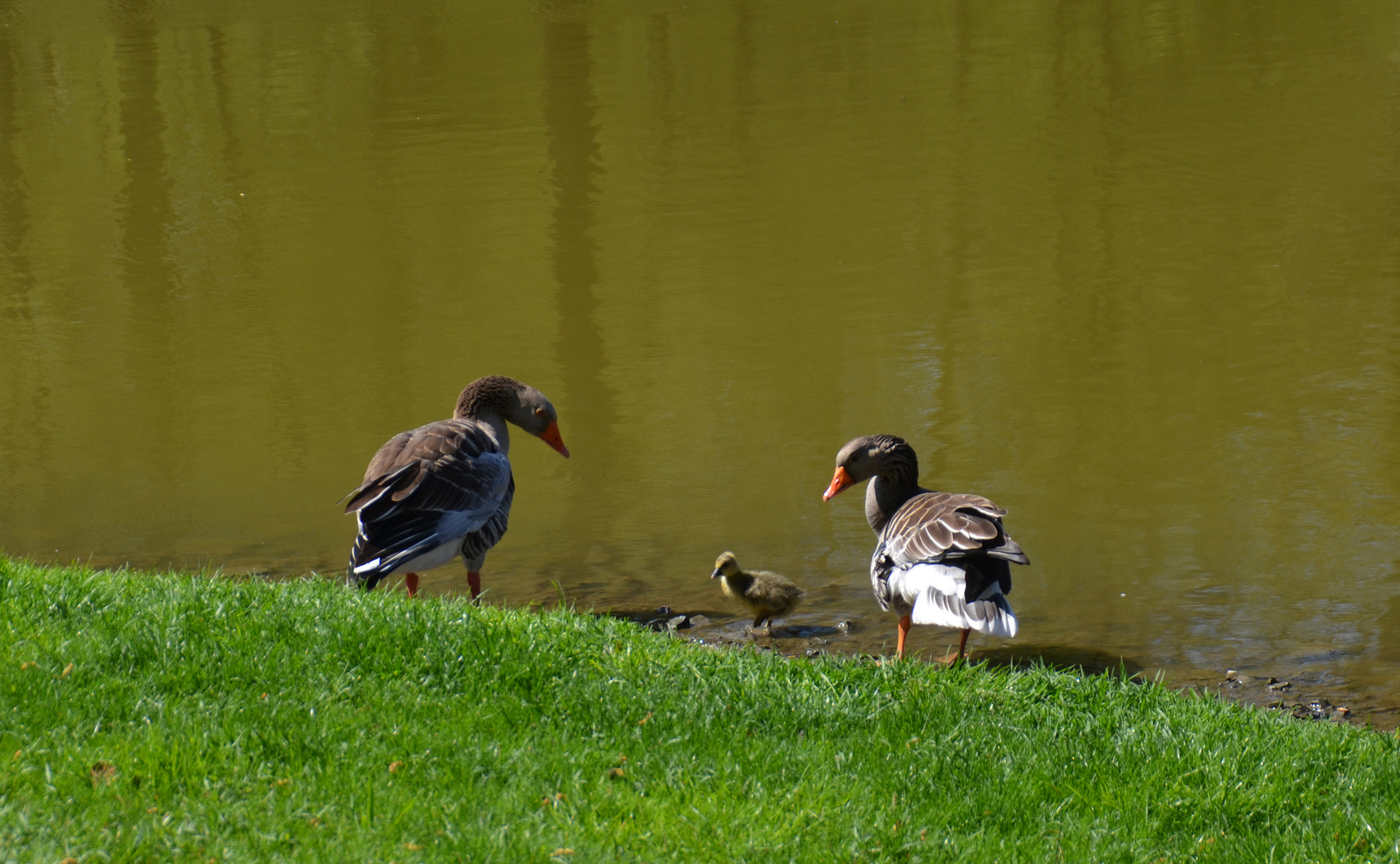 Endlich Frühling (4)