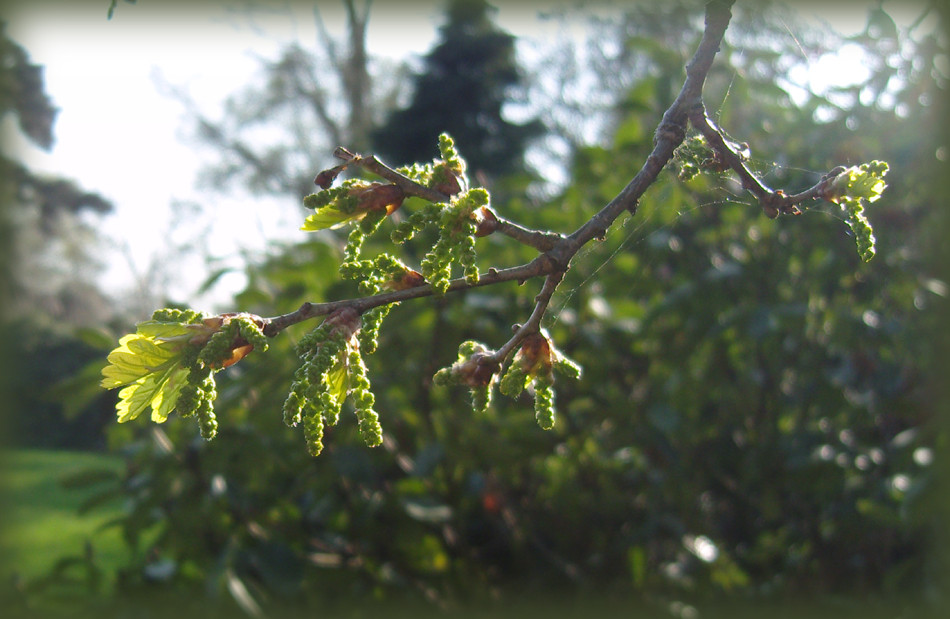 Endlich Frühling (4)!