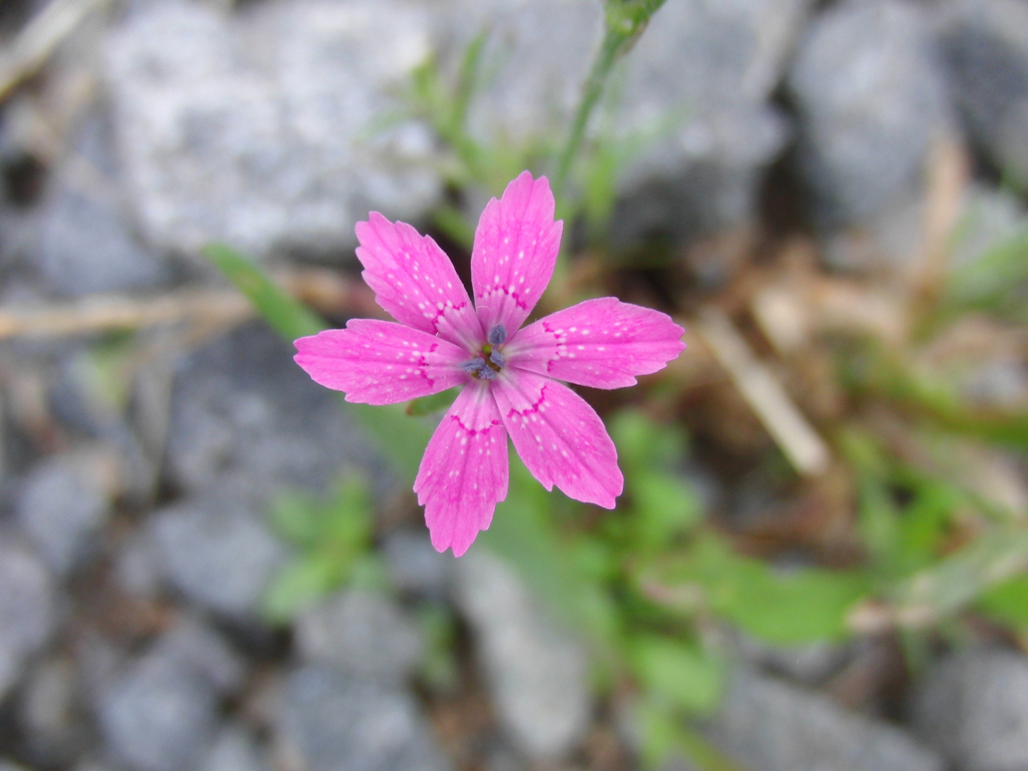 Endlich Frühling! (4)